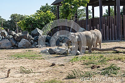 Dubai, United Arab Emirates â€“ January 22, 2021, beautiful Animals in Dubai Safari Park Dubai Zoo Editorial Stock Photo